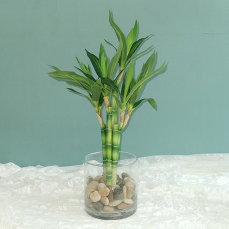 Aquarium Fish Gallery - 새로운 40cm rFtificial 행운의 대나무 즙이