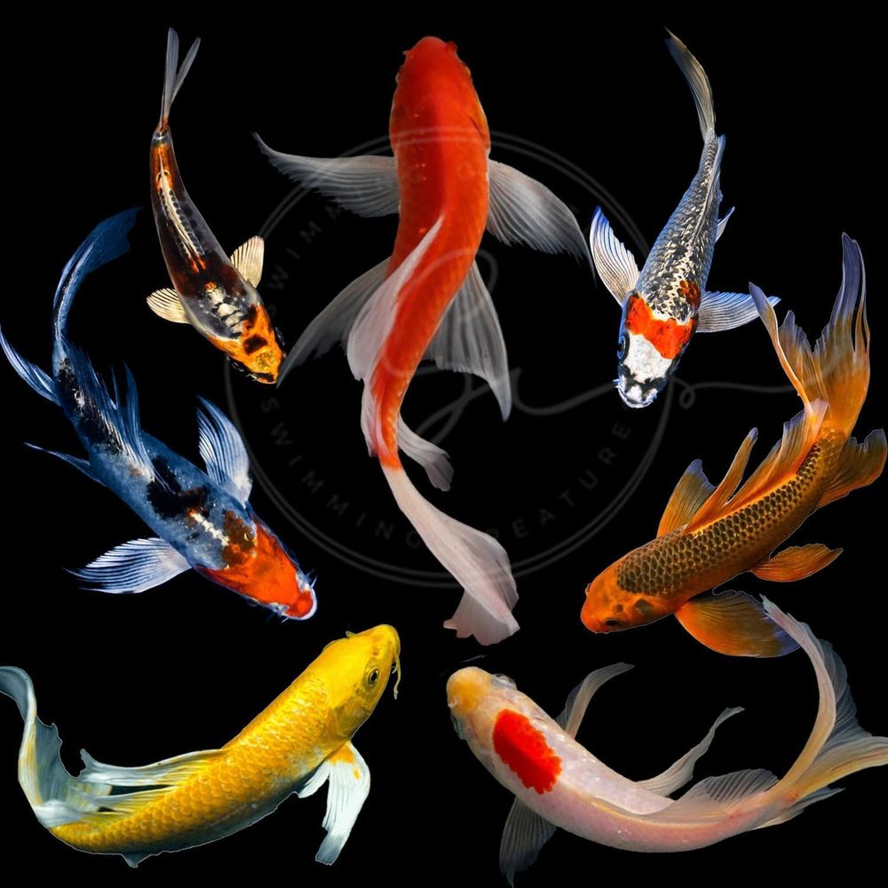 Aquarium Fish Pond - 다양한 색상의 활어 잉어 (3-4마리) -