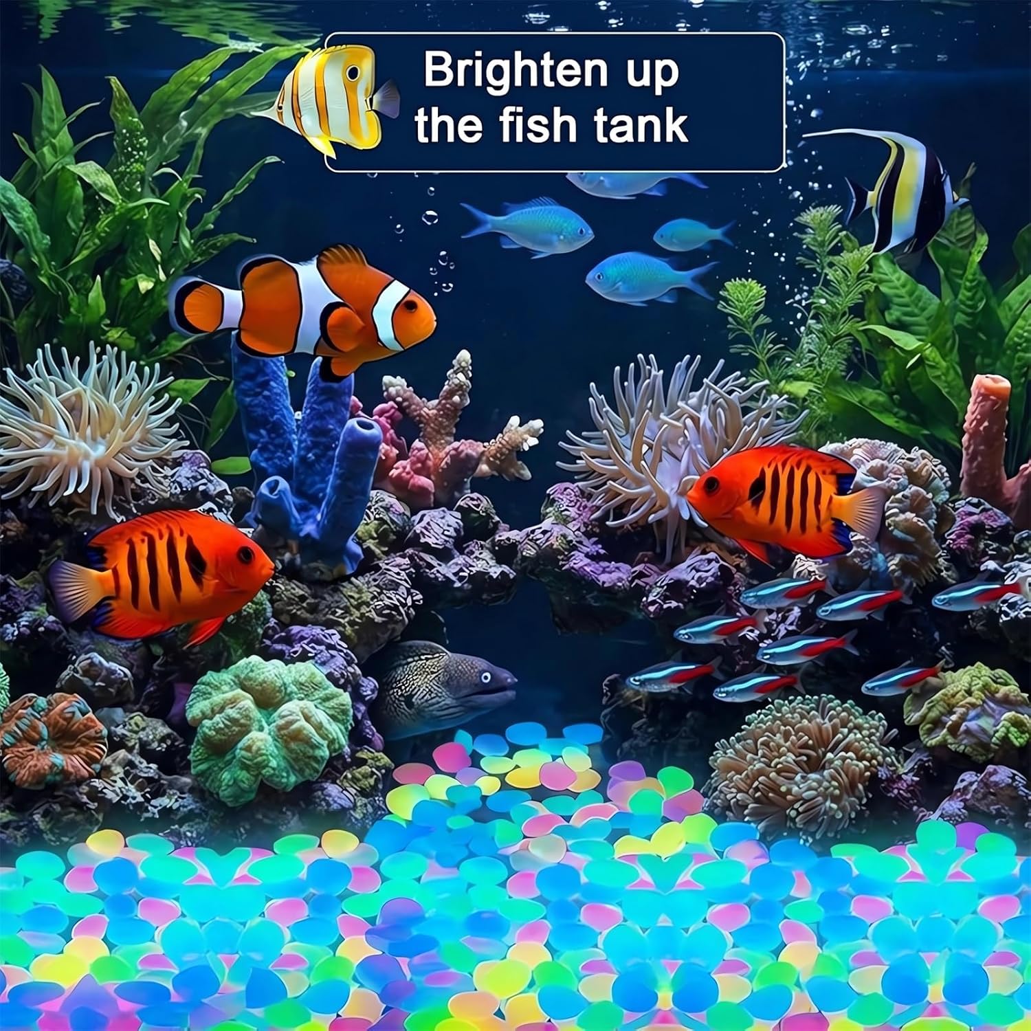 2026 컬러드 나이트 글로우 페블 - 레인보우 나이트 - Aquarium Fish Rainbow 리뷰 및 가격