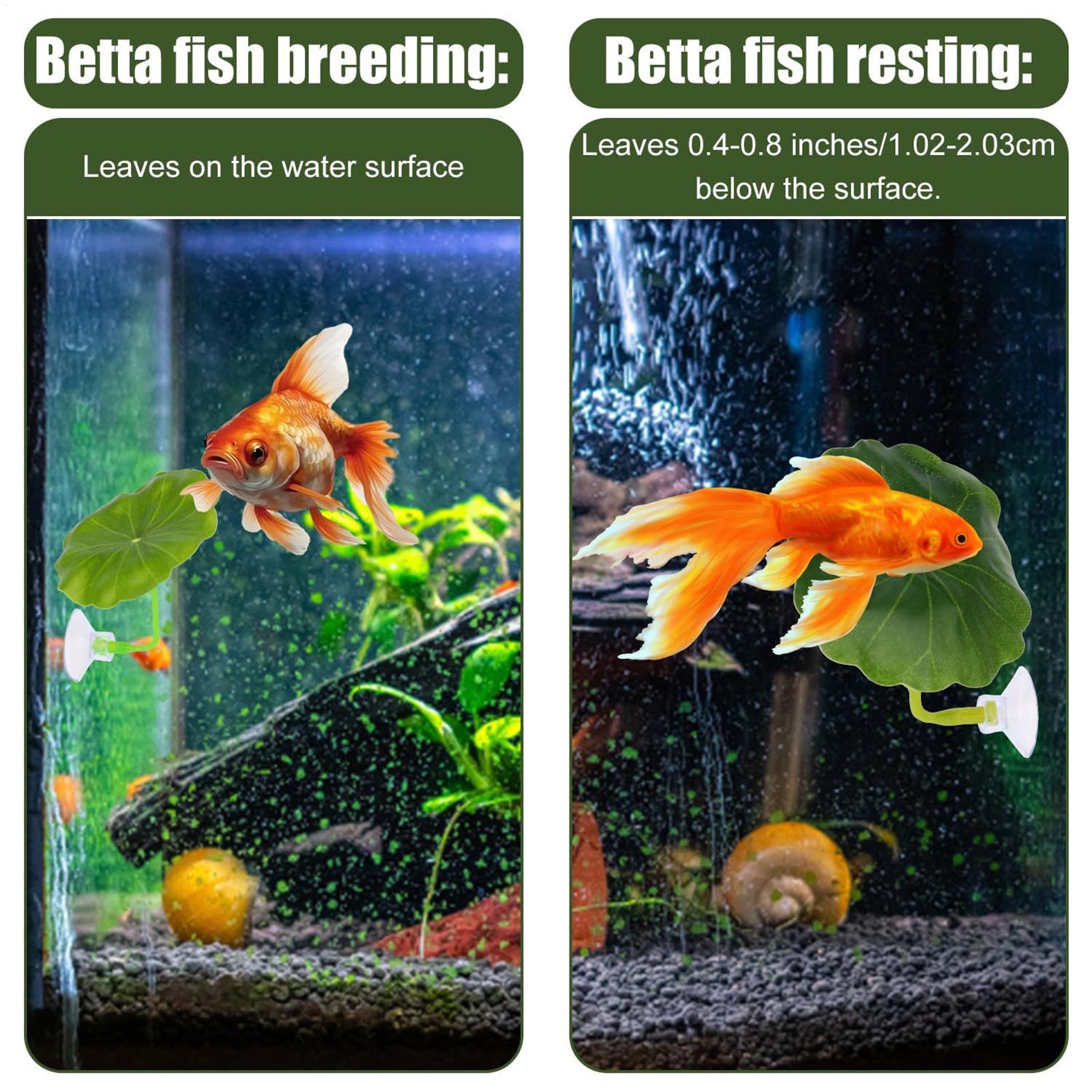 베타 물고기 해먹 5개 조절 가능한 베타 잎 해먹 물고 - Fish Toys For Aquarium 리뷰 및 가격