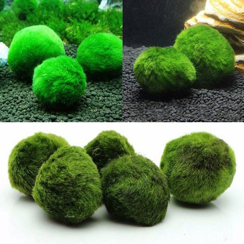 마리모 이끼 공 생물 수족관 식물 조류 물고기 새우 탱 - Aquarium Fish Green 리뷰 및 가격