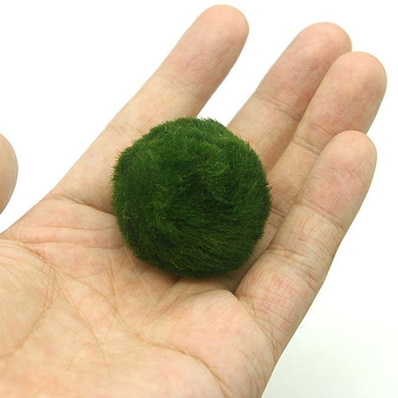 마리모 이끼 공 생물 수족관 식물 조류 물고기 새우 탱 - Aquarium Fish Green 리뷰 및 가격