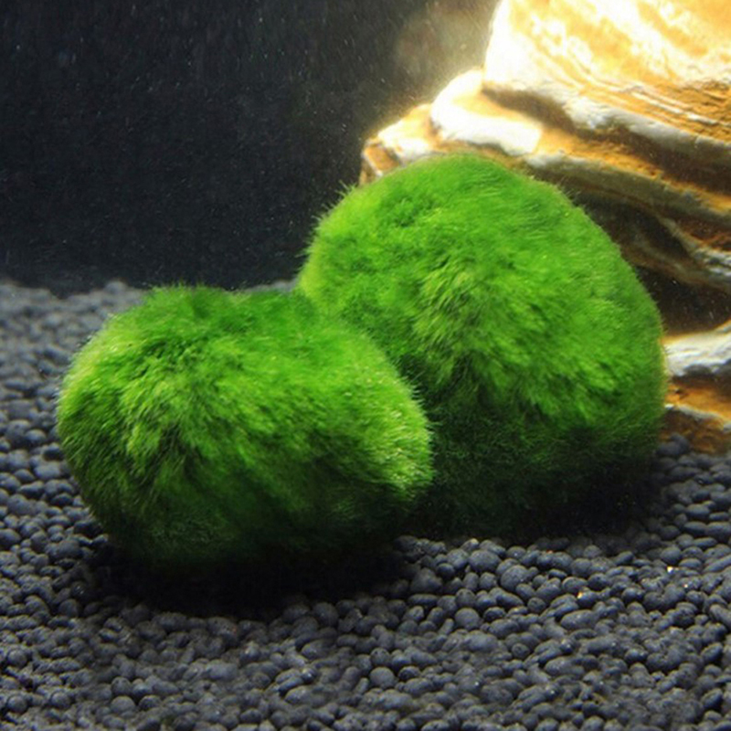 마리모 이끼 공 생물 수족관 식물 조류 물고기 새우 탱 - Aquarium Fish Green 리뷰 및 가격