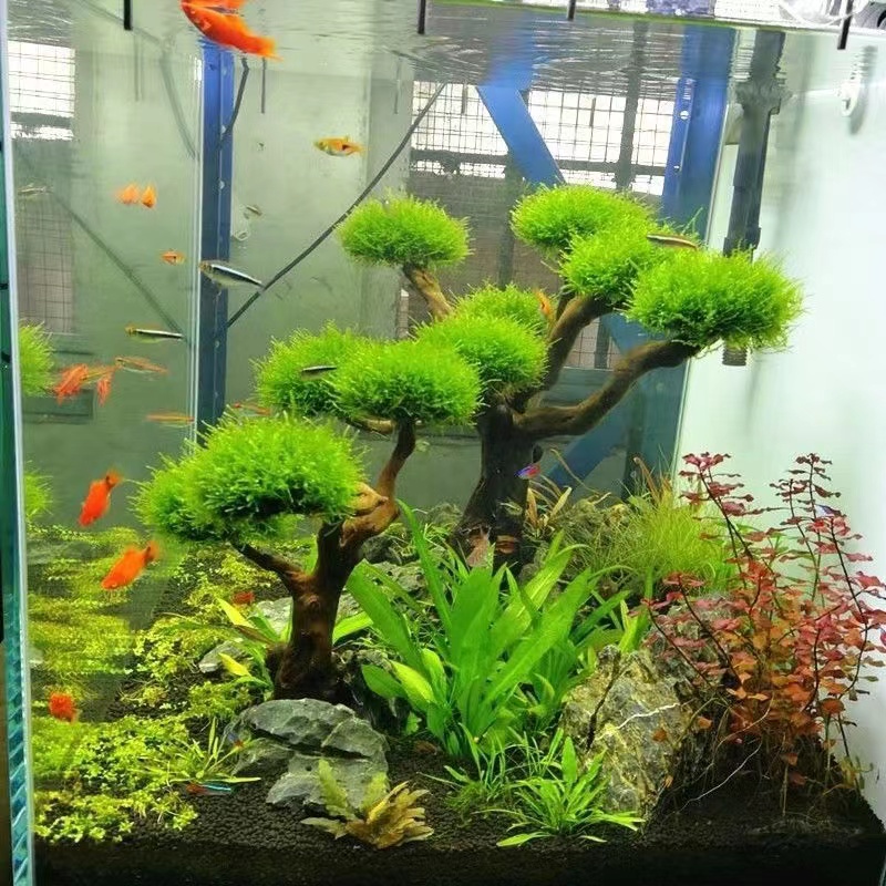 어항 녹화 나무 프레임 심기 장식 액세서리, 이끼 나무 - Aquarium Fish Green 리뷰 및 가격