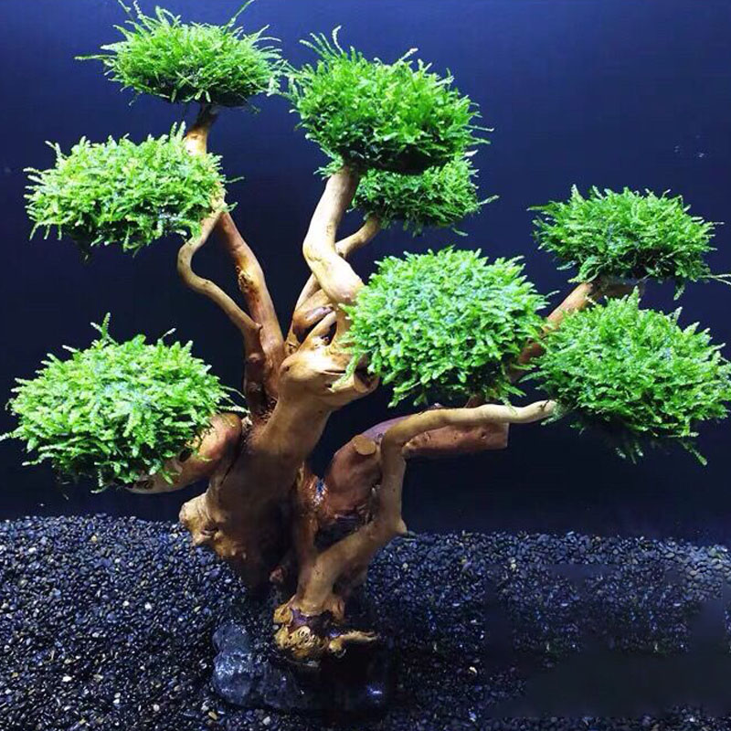 어항 녹화 나무 프레임 심기 장식 액세서리, 이끼 나무 - Aquarium Fish Green 리뷰 및 가격