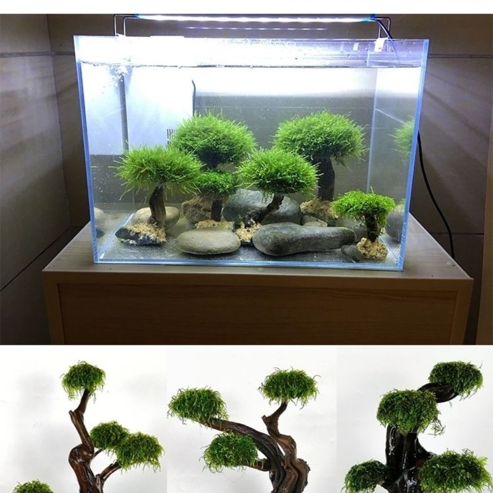 어항 녹화 나무 프레임 심기 장식 액세서리, 이끼 나무 - Aquarium Fish Green 리뷰 및 가격