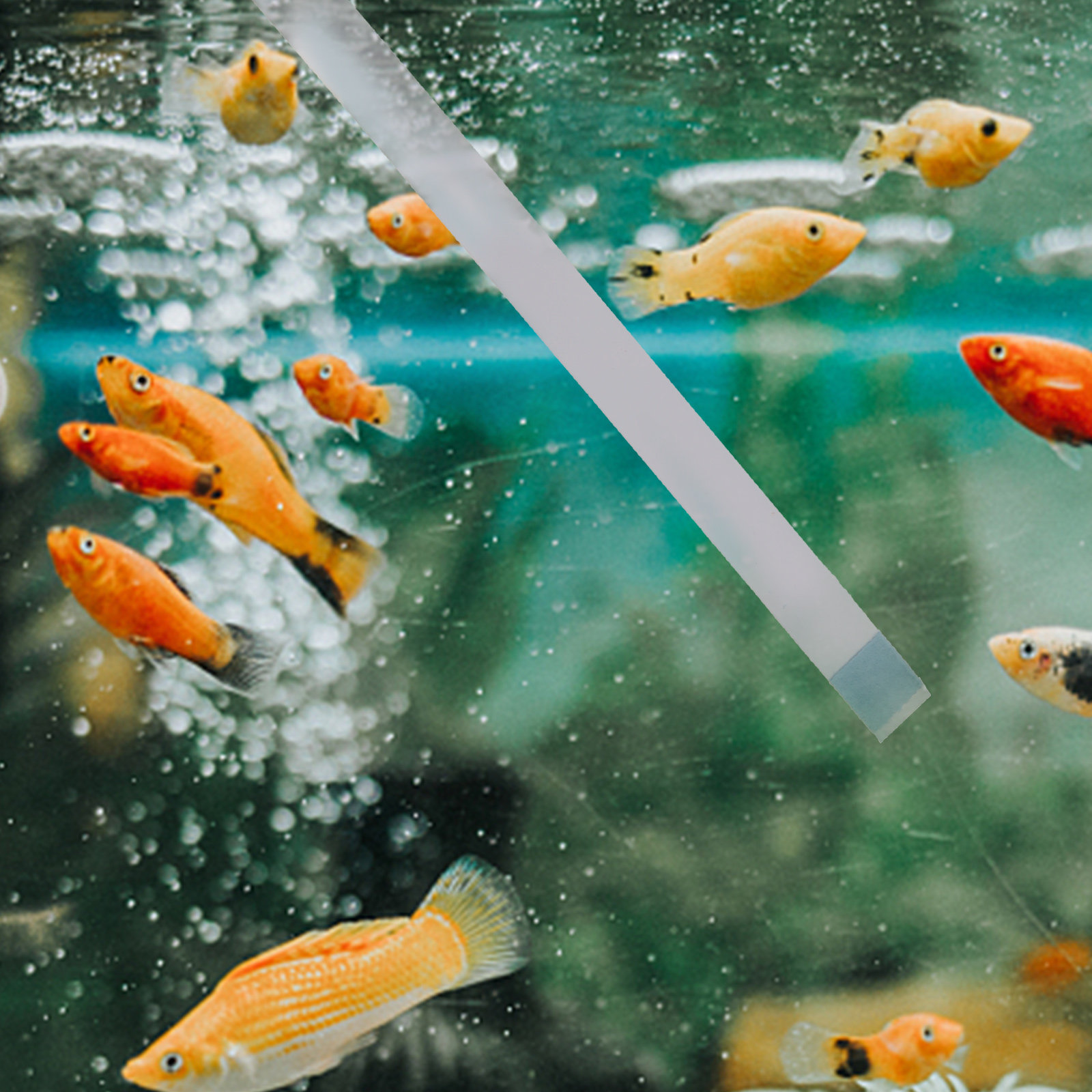 1박스 물 경도 테스트 스트립 수영장 온수 욕조 스파  - Aquarium Test Kit 리뷰 및 가격